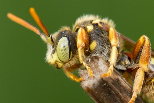 Nomada basalis